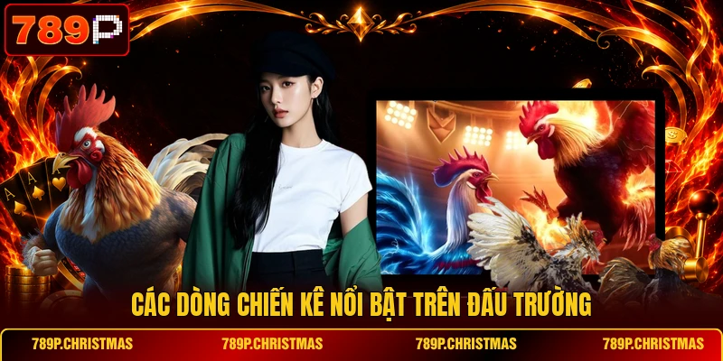 cac dong chien ke noi bat tren dau truong Các dòng chiến kê nổi bật trên đấu trường