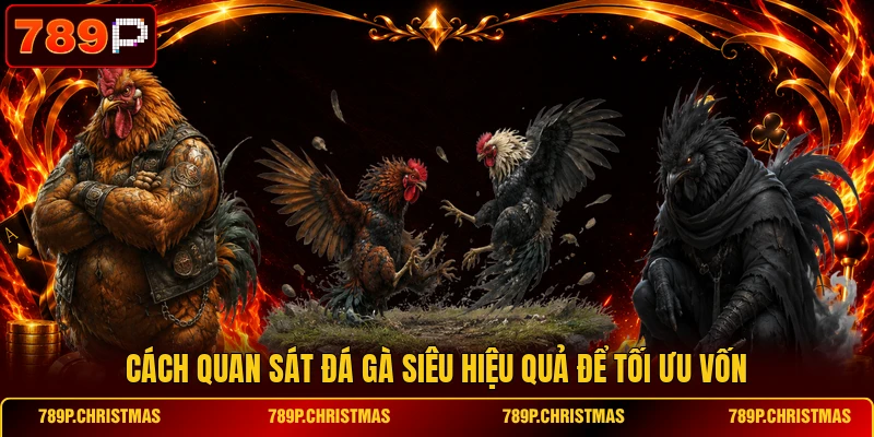 cach quan sat da ga sieu hieu qua de toi uu von Cách quan sát đá gà siêu hiệu quả để tối ưu vốn